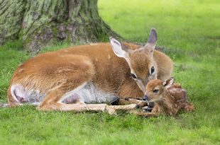 Ein Reh liegt mit seinem Kitz auf einer grünen Wiese und putzt es.