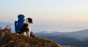 Ein Hund mit seinem Herrchen auf einem Berg
