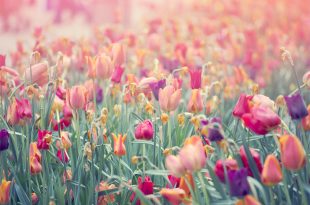 Bunte Tulpenwiese